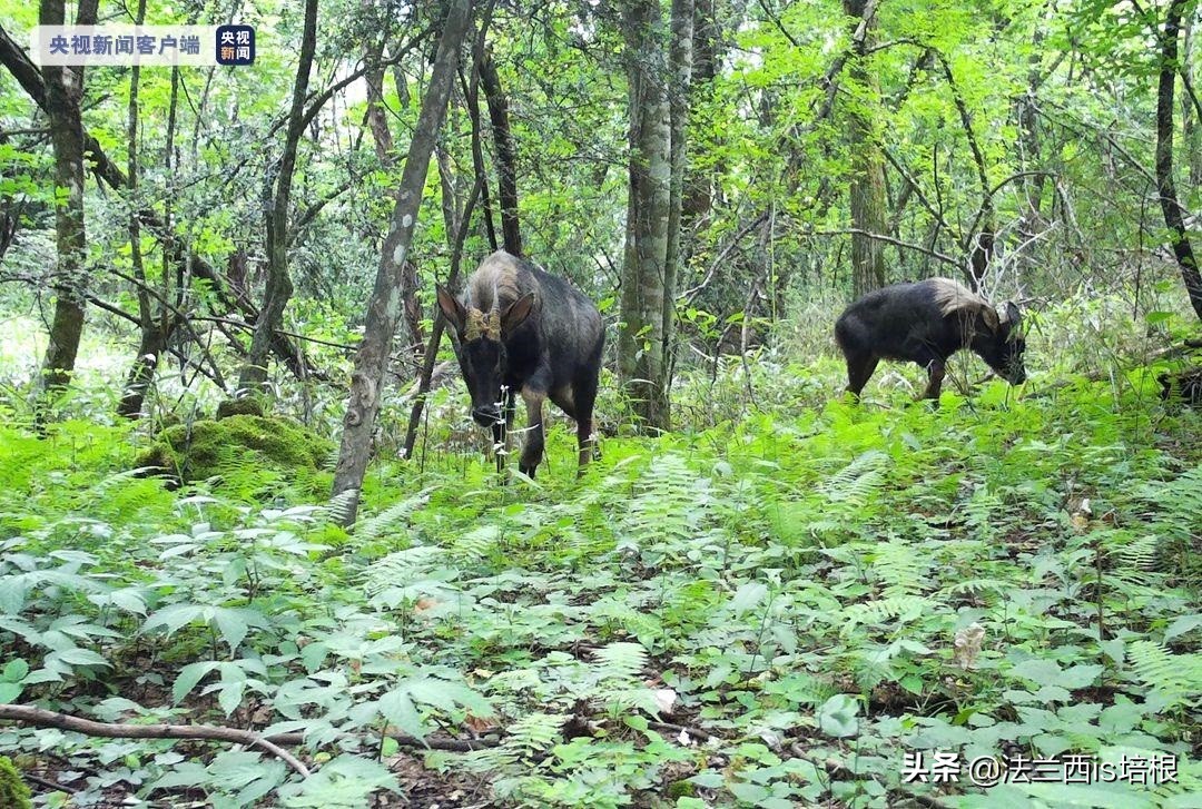 罕见的天马,罕见动物神兽