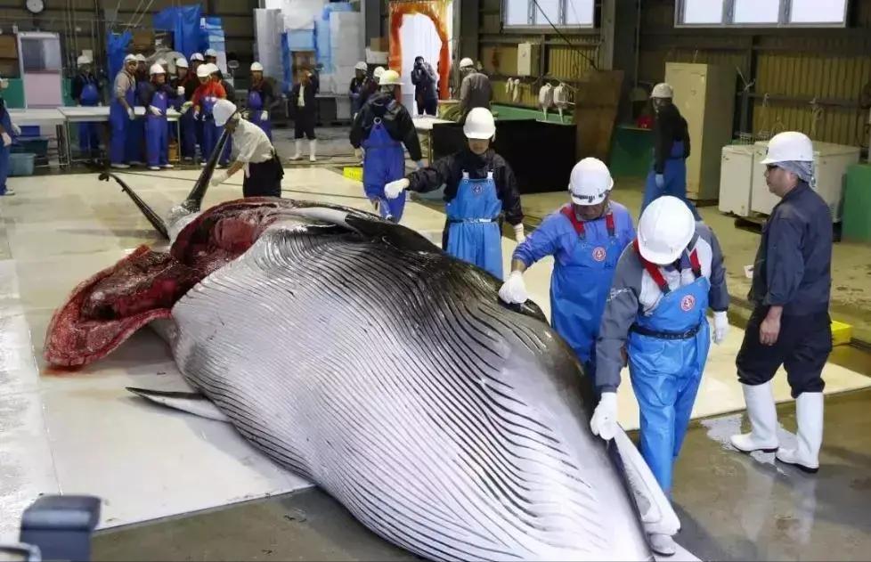 日本队又双叒叕赢了,日本赢球后日本人的反应