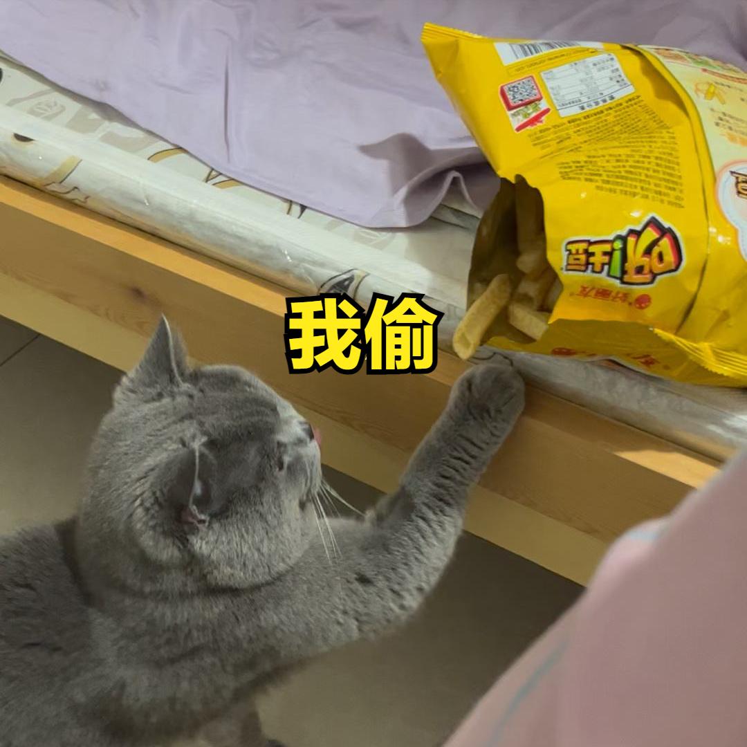 为什么不建议养蓝猫,为什么很多人养蓝猫不养布偶