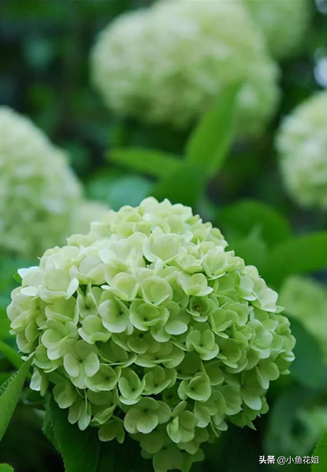 可以送给妈妈的花,可以送给母亲节的花