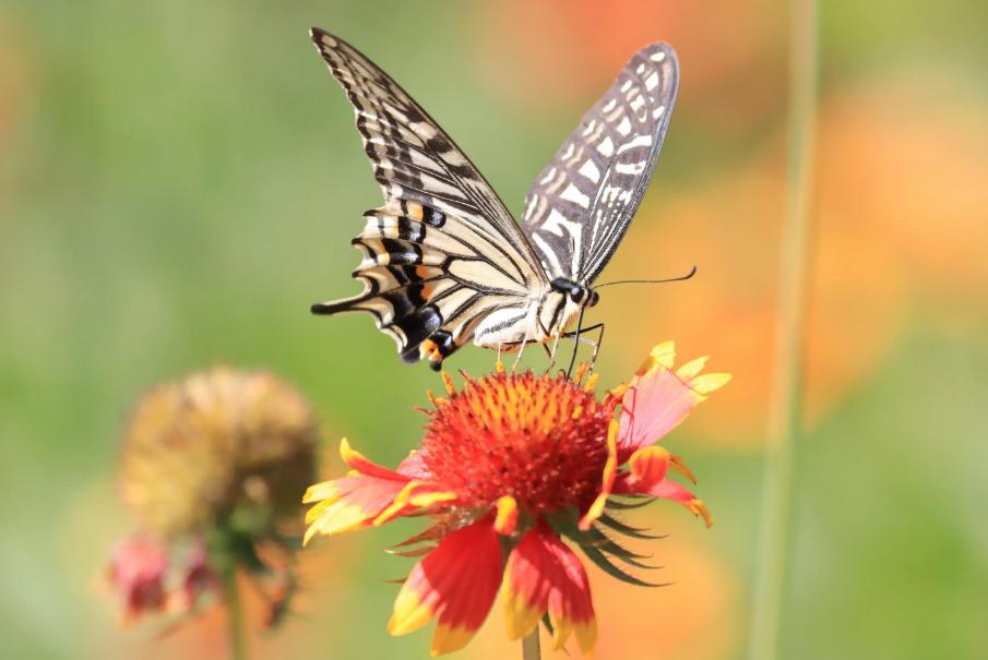 带有蝴蝶的诗句有哪些,关于蝴蝶的诗词大全