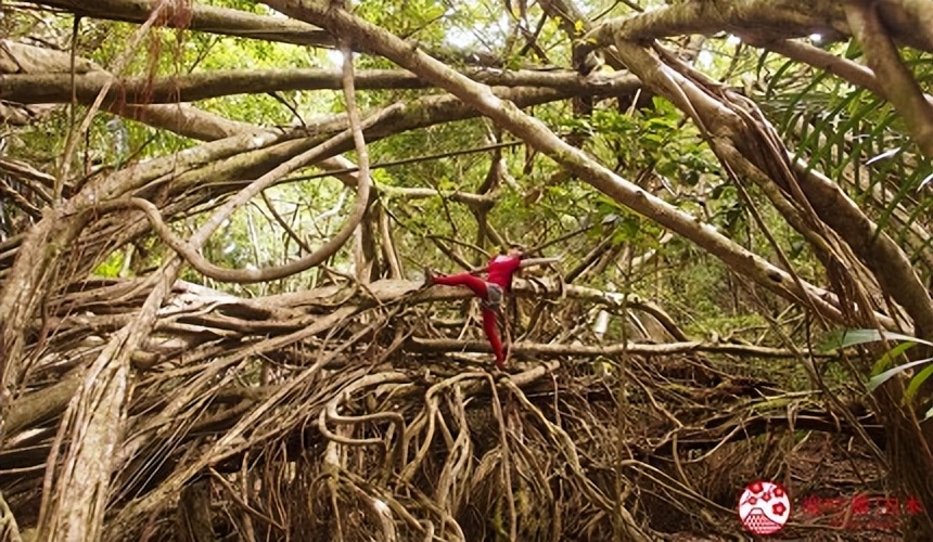 小笠原群岛旅游攻略,日本小笠原诸岛游记
