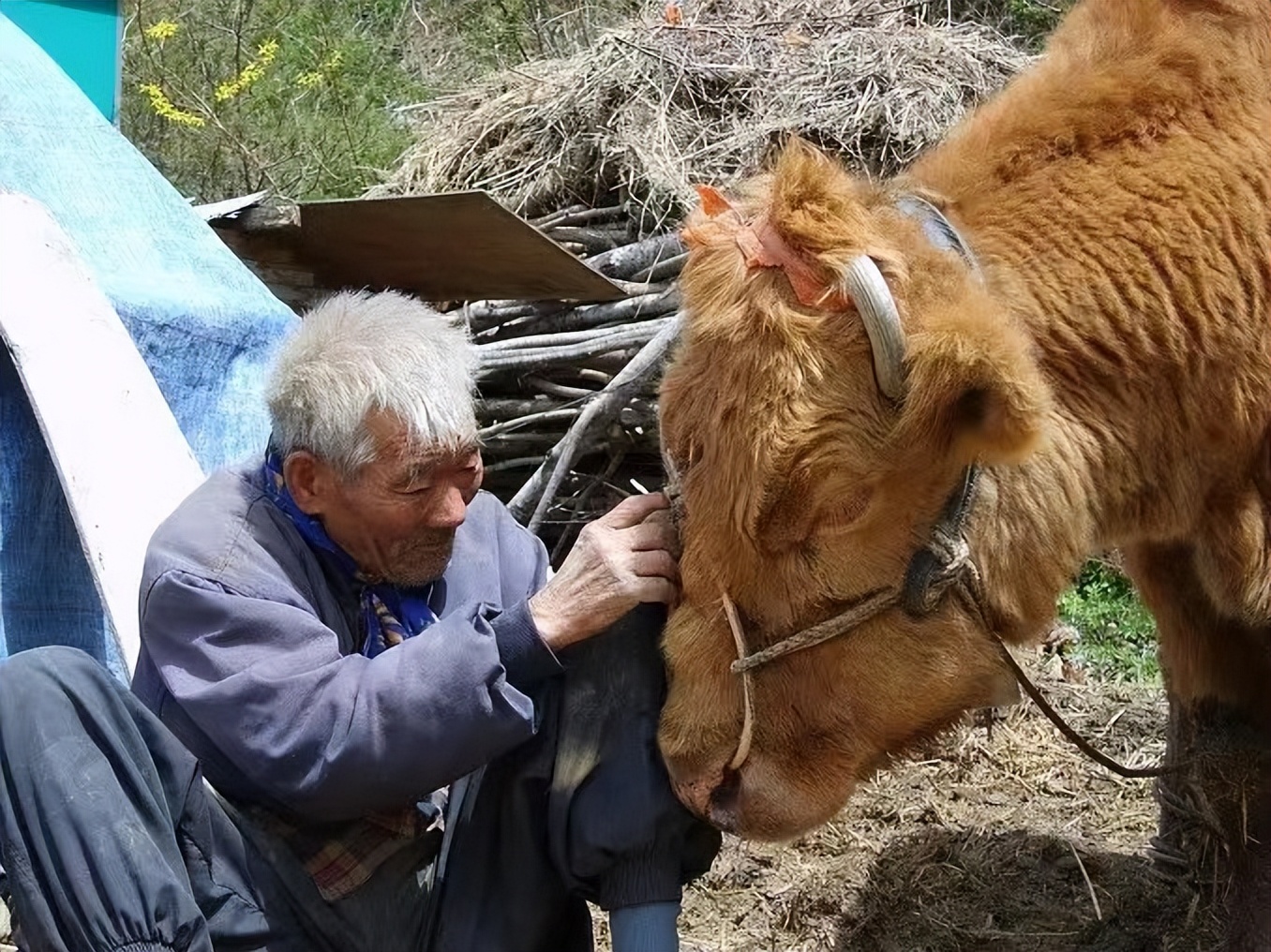 牛价已跌到谷底了吗,牛价格跌破成本线时间