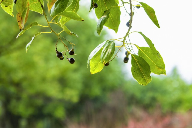 我们互相相恋,我们互为初恋在一起8年