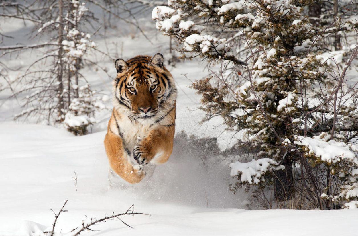 东北虎为什么在逐渐减少,下山东北虎现在怎么样了