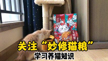 猫咪可以吹空调,猫咪可以吹暖气吗