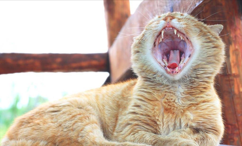 如何从一窝猫咪中挑选好猫,猫咪正不正经就一定是好猫吗