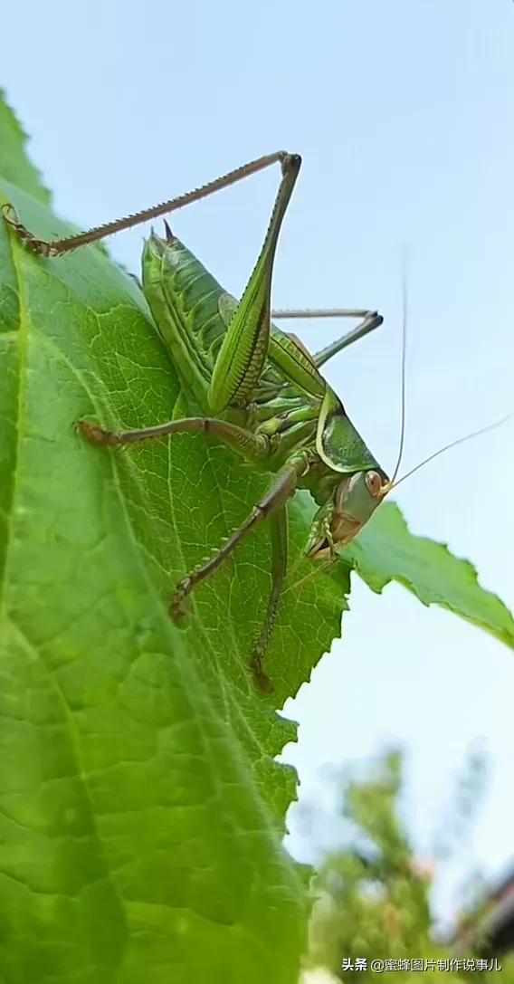 昆虫总动员壁纸,青草昆虫壁纸