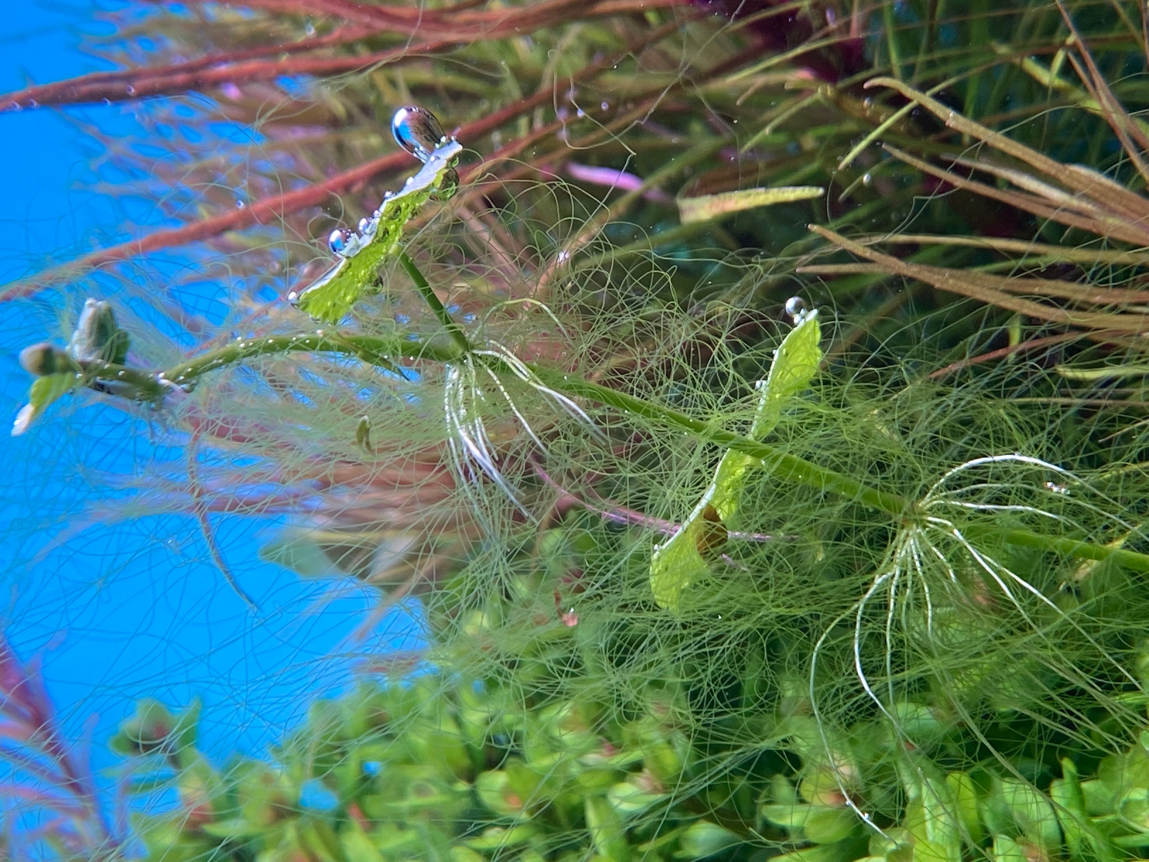 七彩水草缸怎么抑制藻类,水草缸怎么治疗水霉