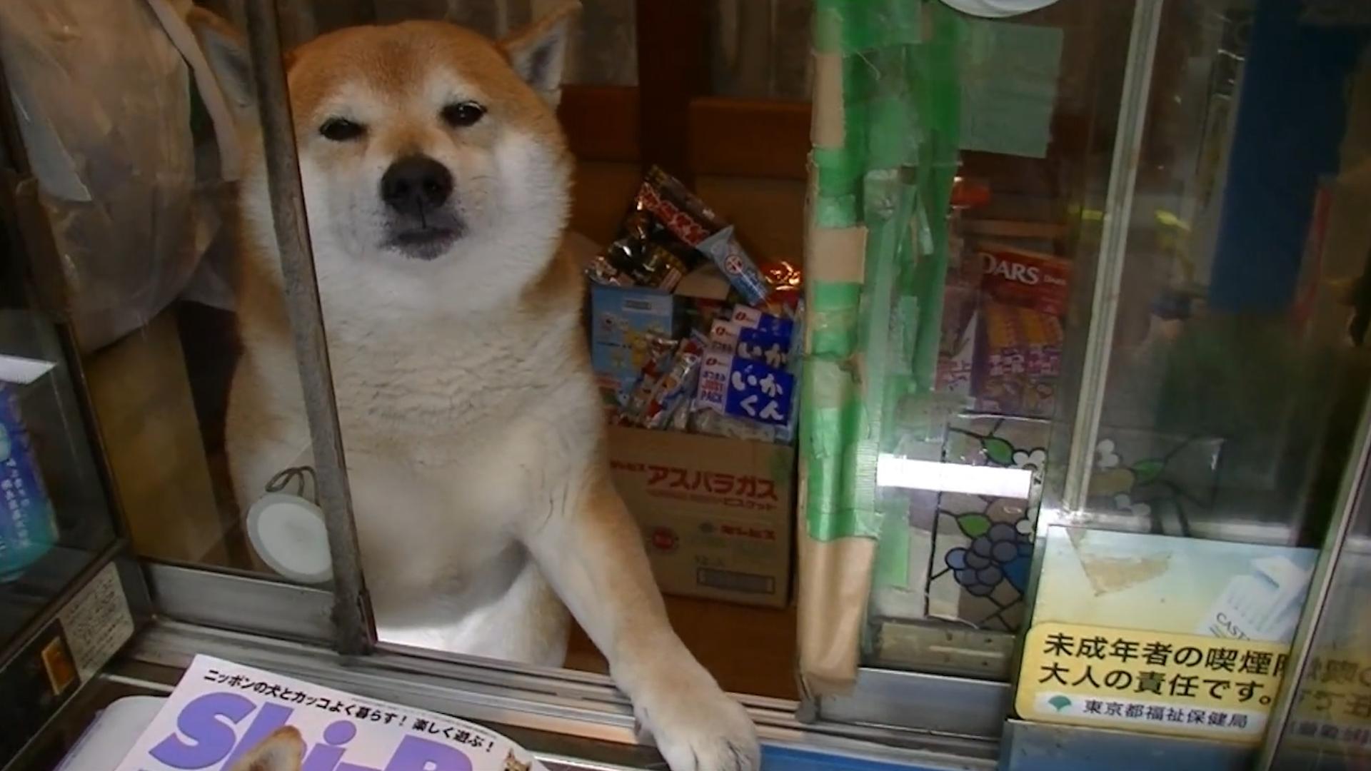 柴犬当便利店店员,柴犬开便利店视频