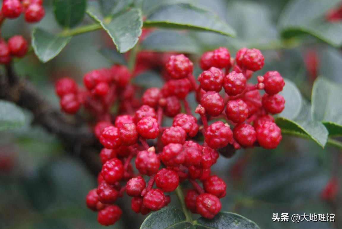 四川饮食以辣为主还是麻为主,四川是麻还是辣