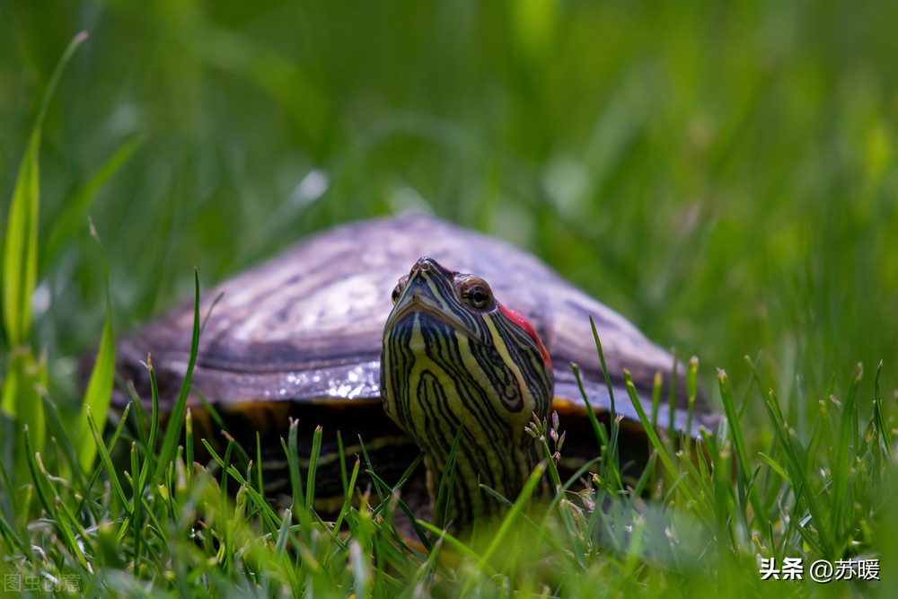 白眼乌龟怎么治疗,乌龟白眼怎么治用什么药物