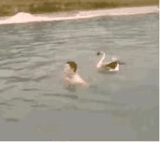 新娘是真的漂亮啊,新娘是真的漂亮谁敢娶回家gif