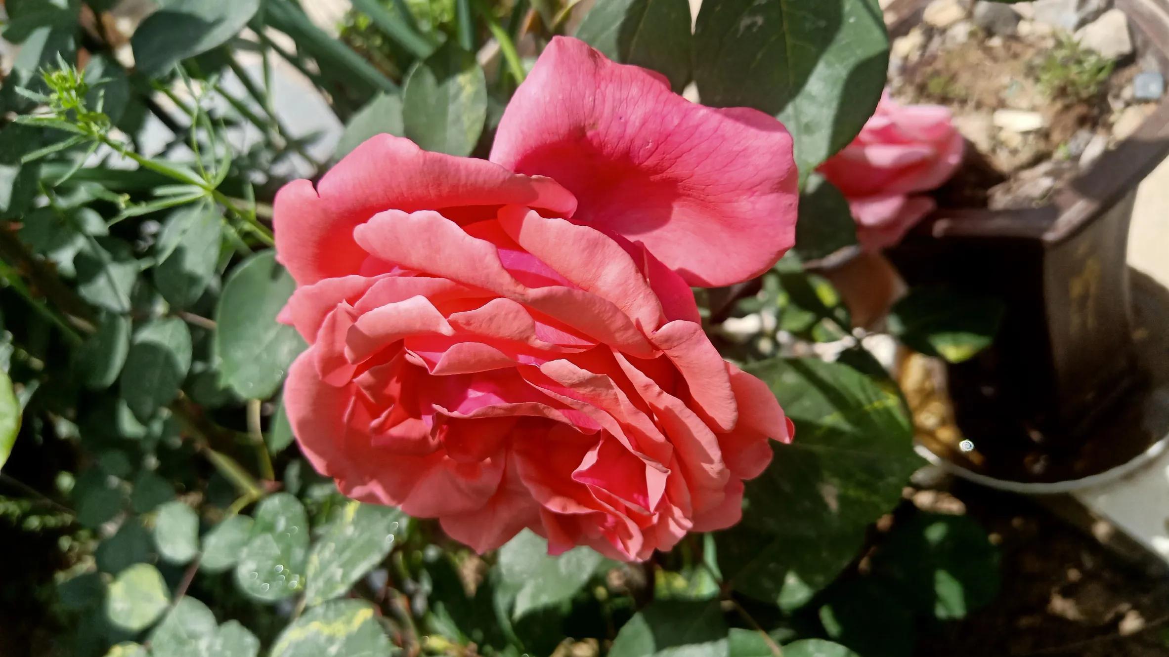 性是第一位的——女人会爱上多个男人合理吗因爱而性、因性而爱