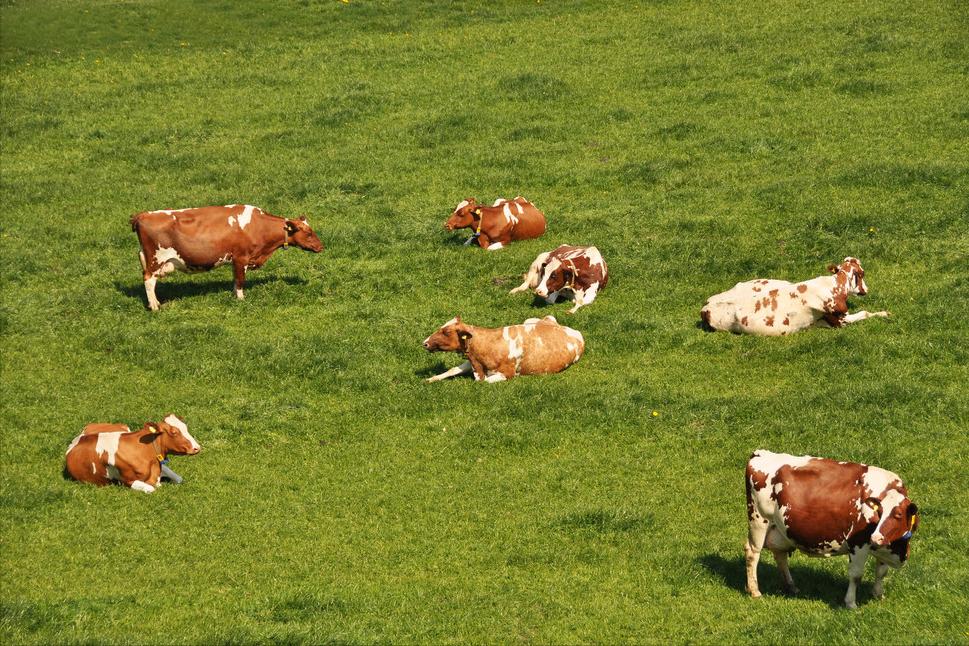 母牛慢性子宫内膜炎的治疗,牛屡配不孕的治疗方法,养殖户了解吗