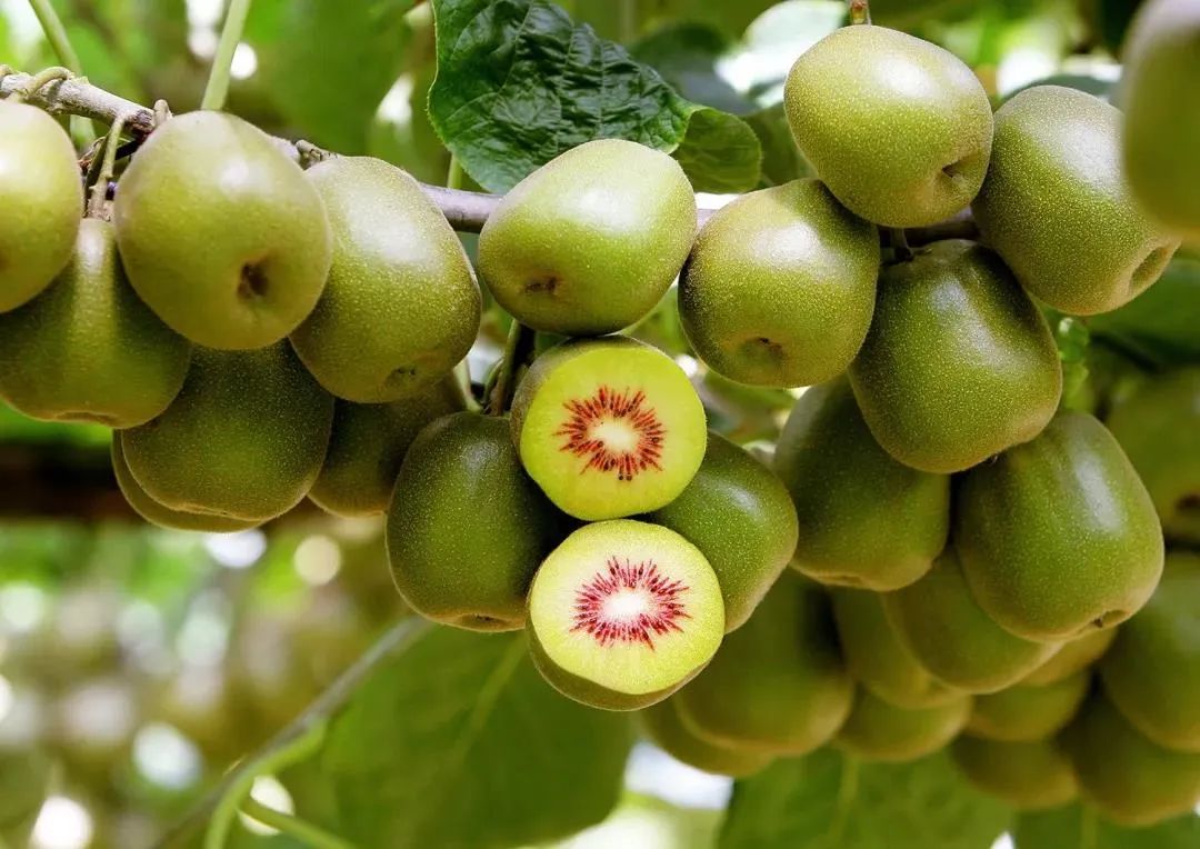 成都五天四晚游团,成都7天6晚团游