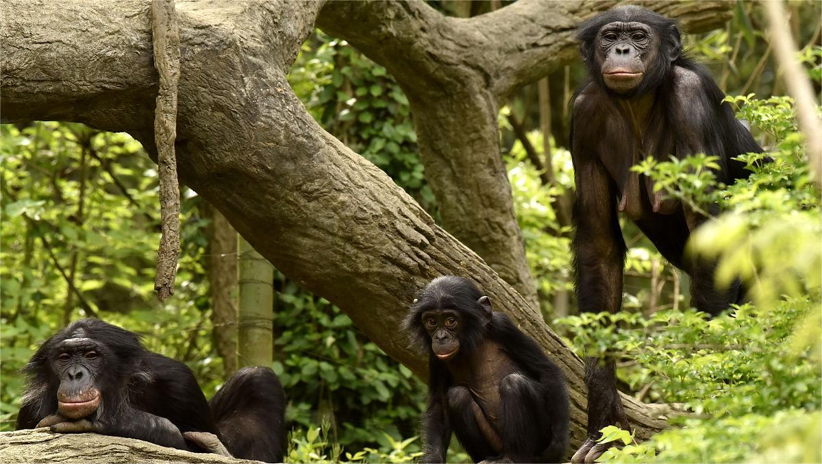 牛津女博士研究百种动物,女博士研究一百多种动物