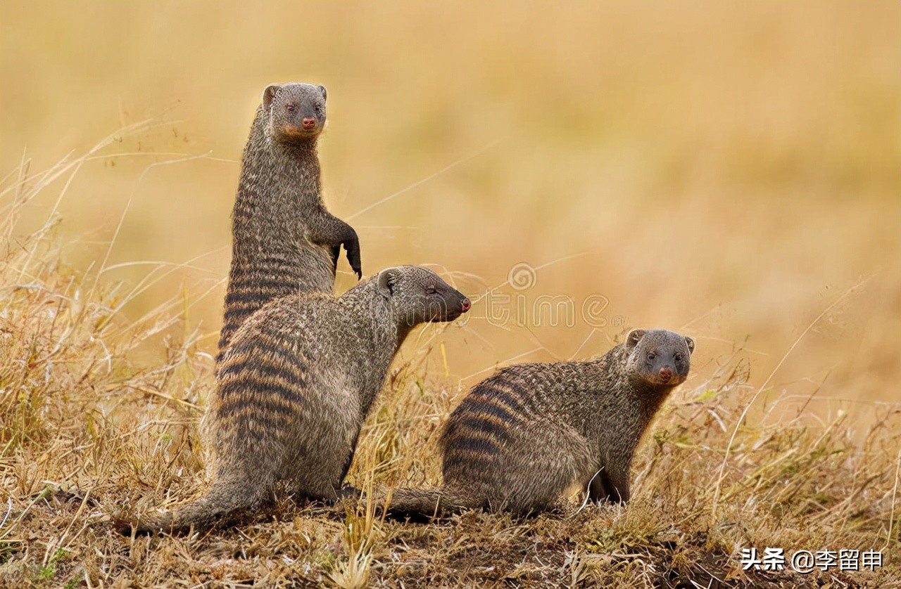 一定要结婚才对得起父母吗,如果私奔会不会对不起父母