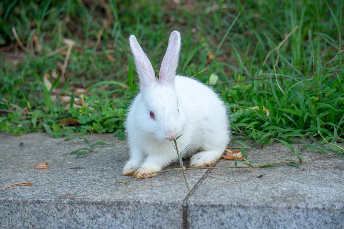 我想养一只小白兔二年级写话,我想养一只小白兔