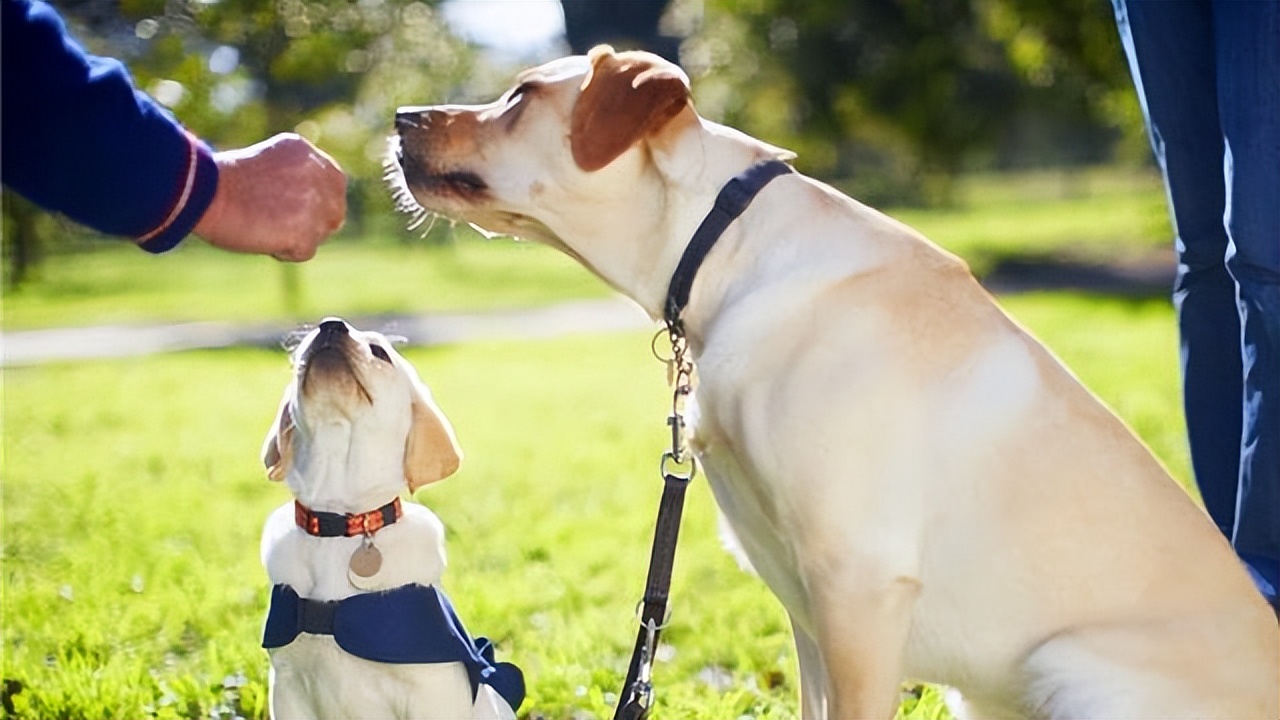 宠物夏季防病措施有哪些,夏季养宠物犬注意事项