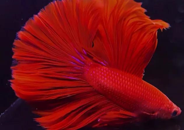 斗鱼不吃颗粒饲料,斗鱼不吃饲料是怎么回事