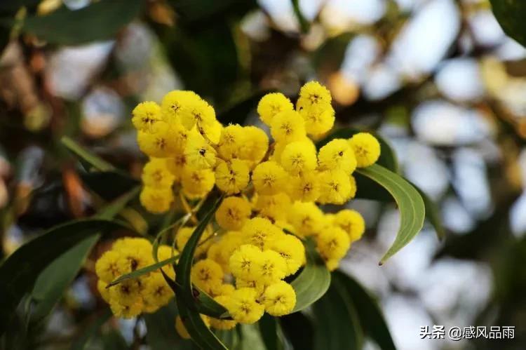 九十九朵美丽的国花送给你