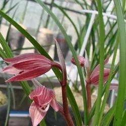 兰花品种大全四川,兰花品种鉴别方法