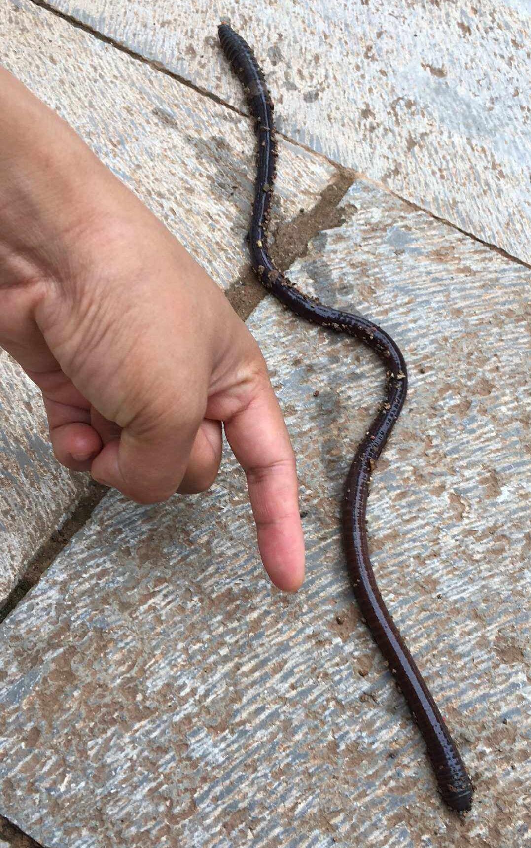 用什么来诱捕野生蚯蚓,电捕野生蚯蚓为什么禁止