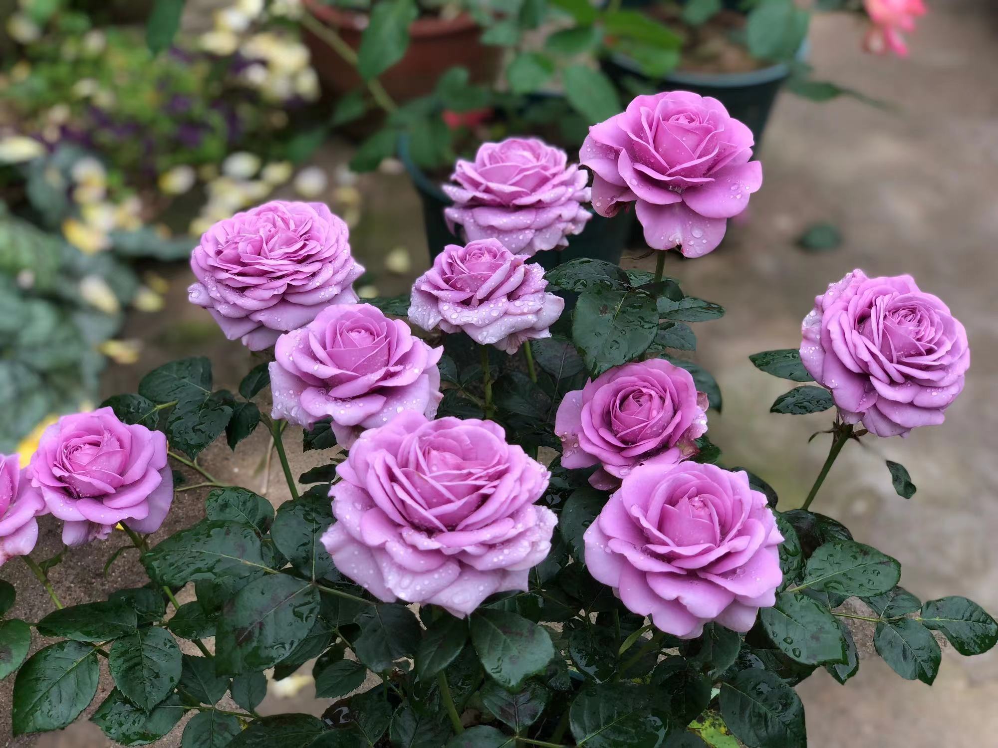 精致又温馨的小阳台,漂亮阳台月季花