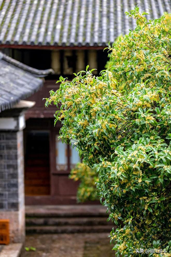 满城桂花香桂林,满城桂花香味