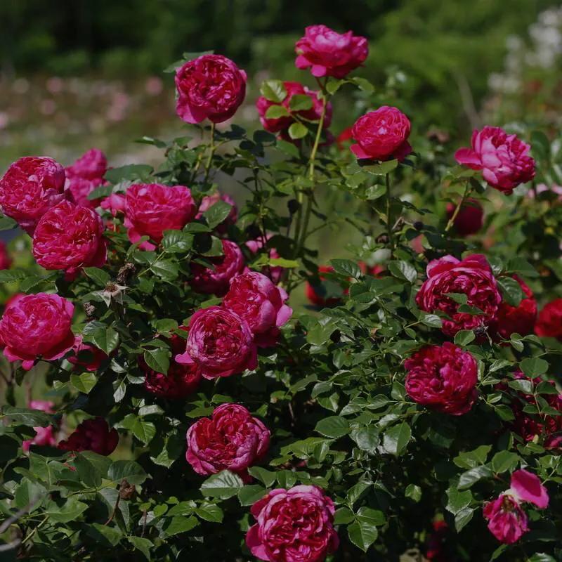 ‘蔻丹’月季_1,月季蔻丹的优点