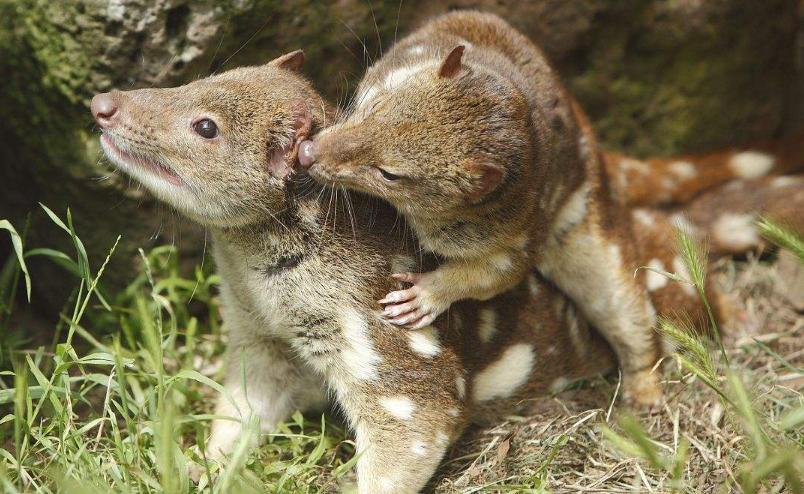 自然界什么动物活的时间最长,什么动物成年时间最长