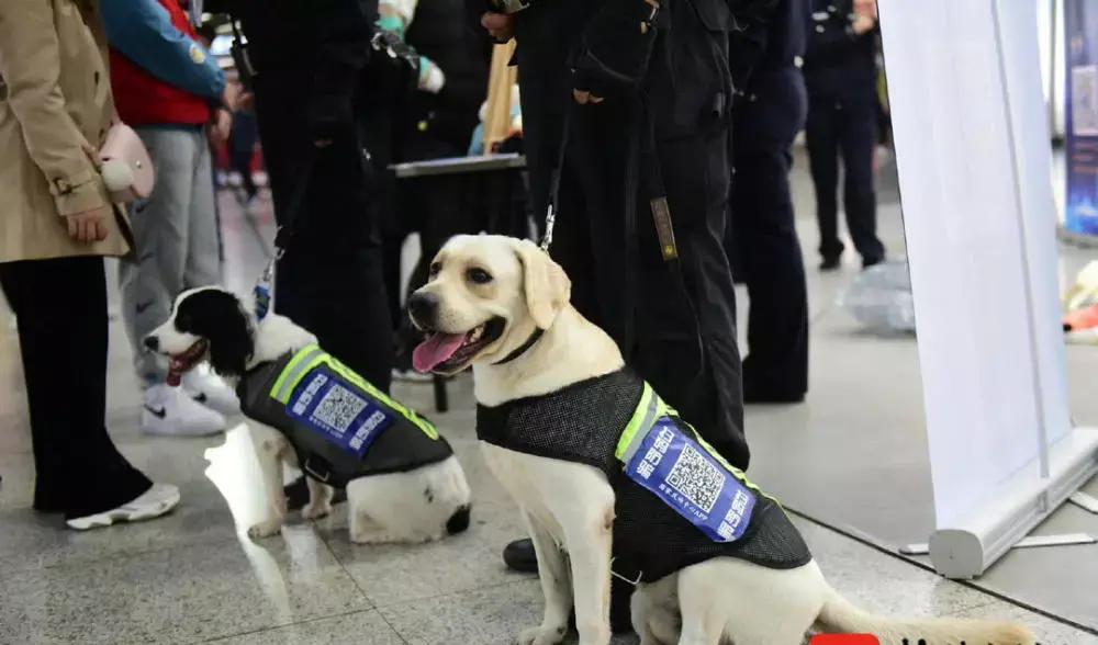 中国刑警学院警犬技术分数线,刑警学院警犬技术专业优秀毕业生