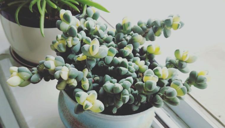 鹿角海棠怎么养成直立桩,鹿角海棠怎么快速养老桩