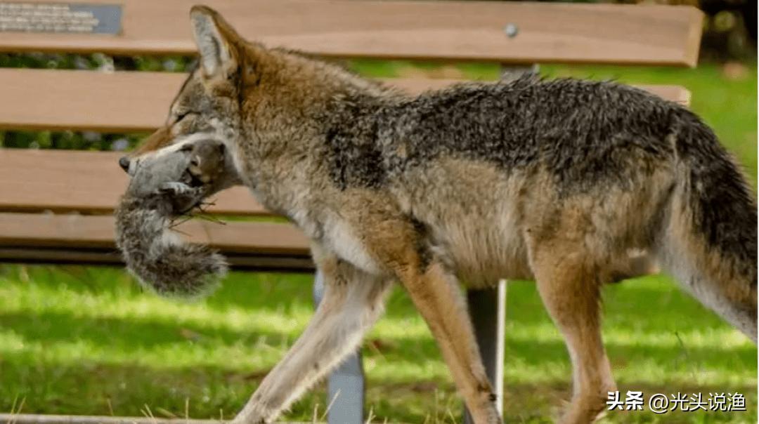 被狼王咬断双腿，终生成为奴隶，狈的一生有多凄惨？