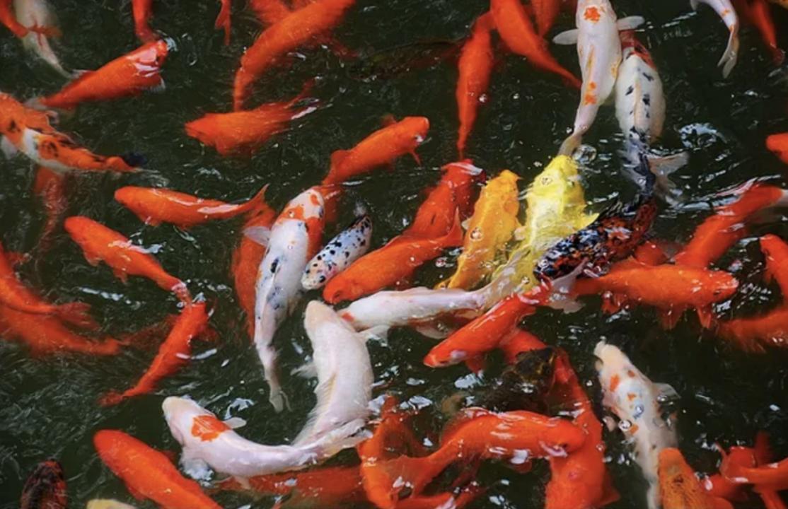 男子在山上捡到不知名小乌龟,男子在河里捡到一只小乌龟