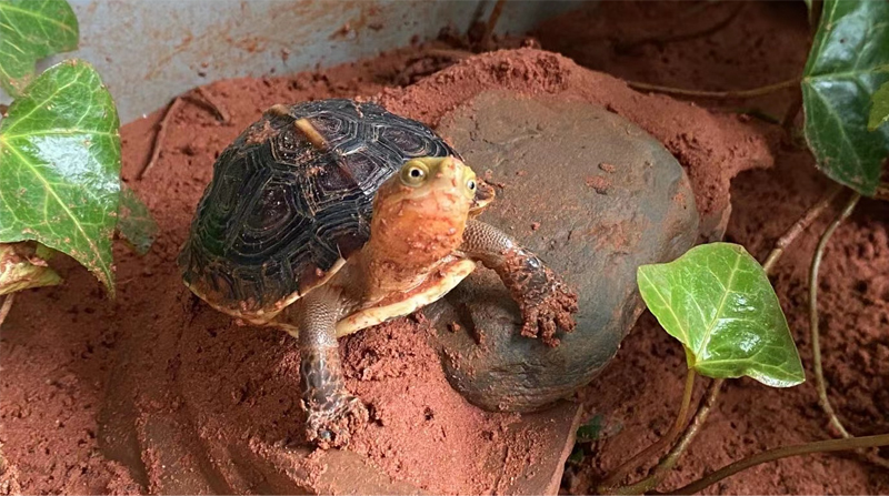 黄缘龟和草龟哪个养得方便,黄缘龟是什么水龟还是陆地龟