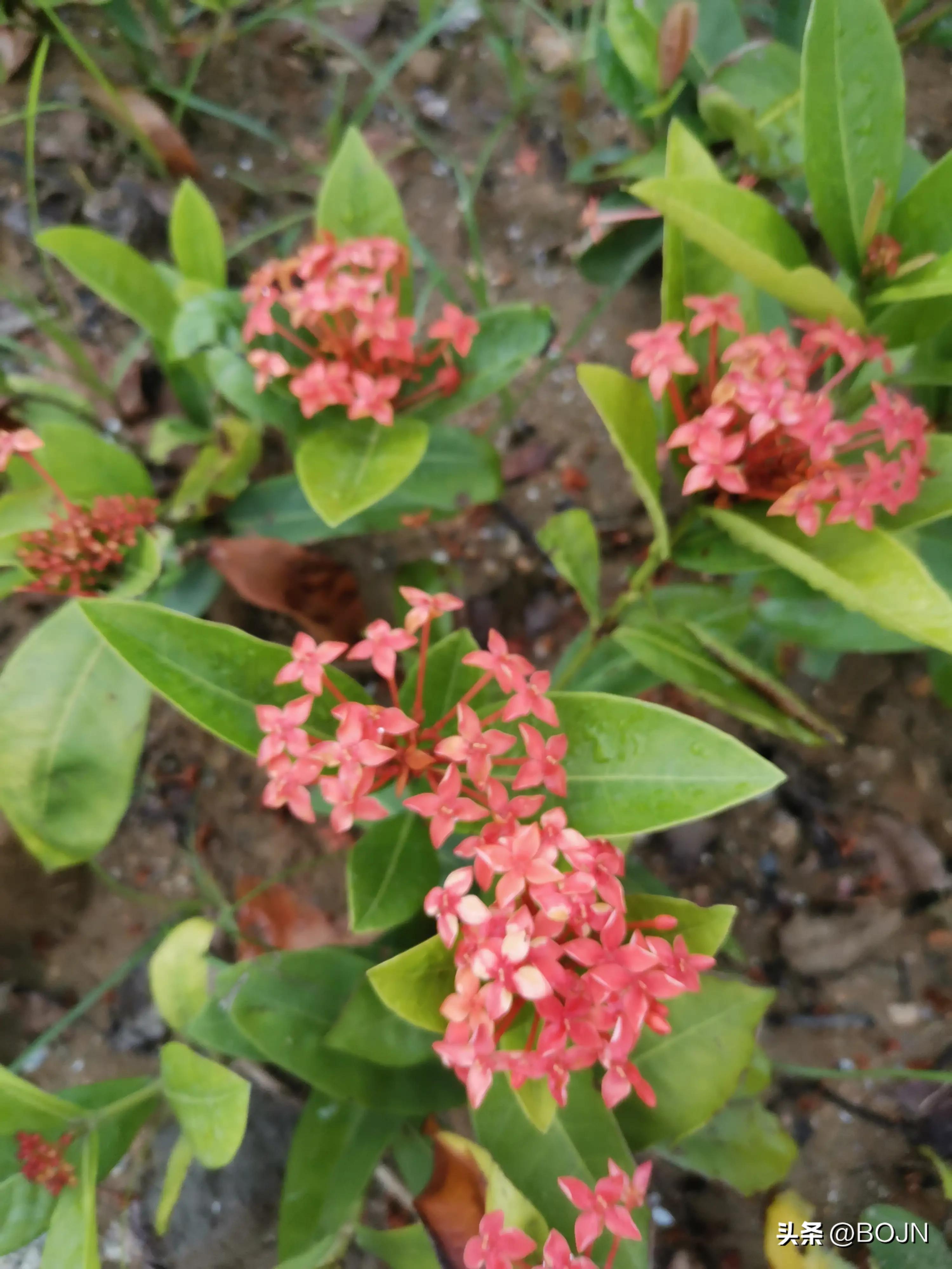 你能认出几种花来,大家能猜出什么花