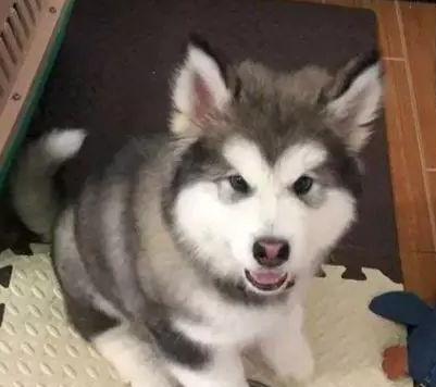 狗狗临近傍晚犯困该怎么干预,狗狗晚上怕黑是怎么回事