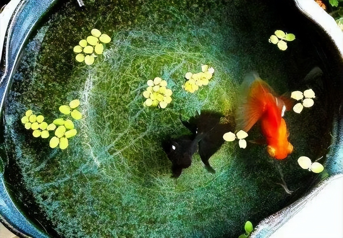 鱼友分享这些养鱼经验句句在理,鱼友种植水草缸心得赶紧收藏吧