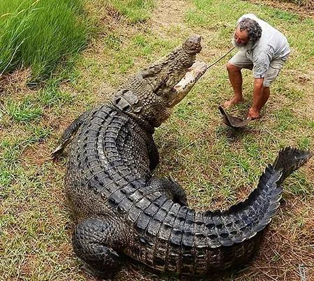 鳄鱼鲨鱼鲸鱼谁最厉害,鲨鱼和鳄鱼大战谁最厉害