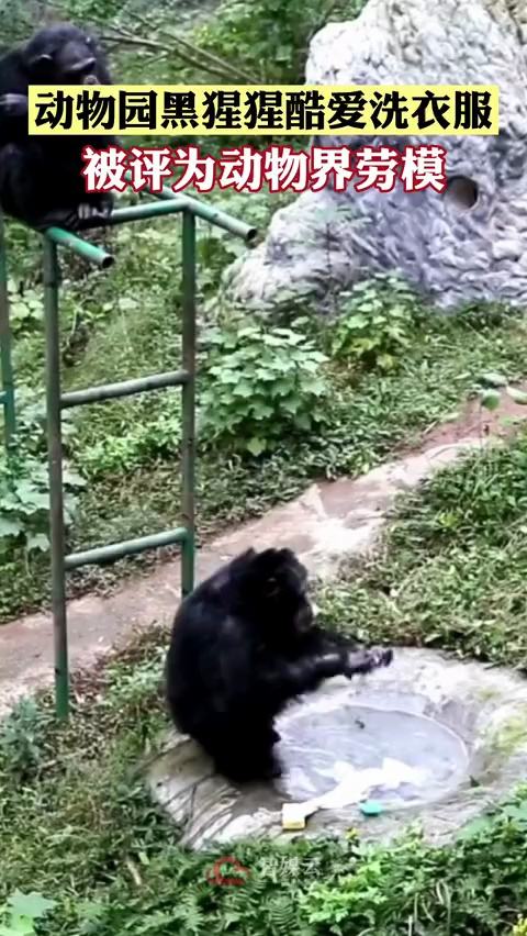 猩猩在进化吗,黑猩猩进化到石器时代