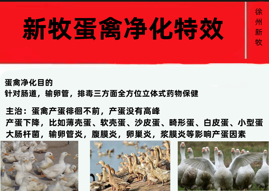 母鸭不下蛋是咋回事,第一年的鸭子不下蛋怎么回事