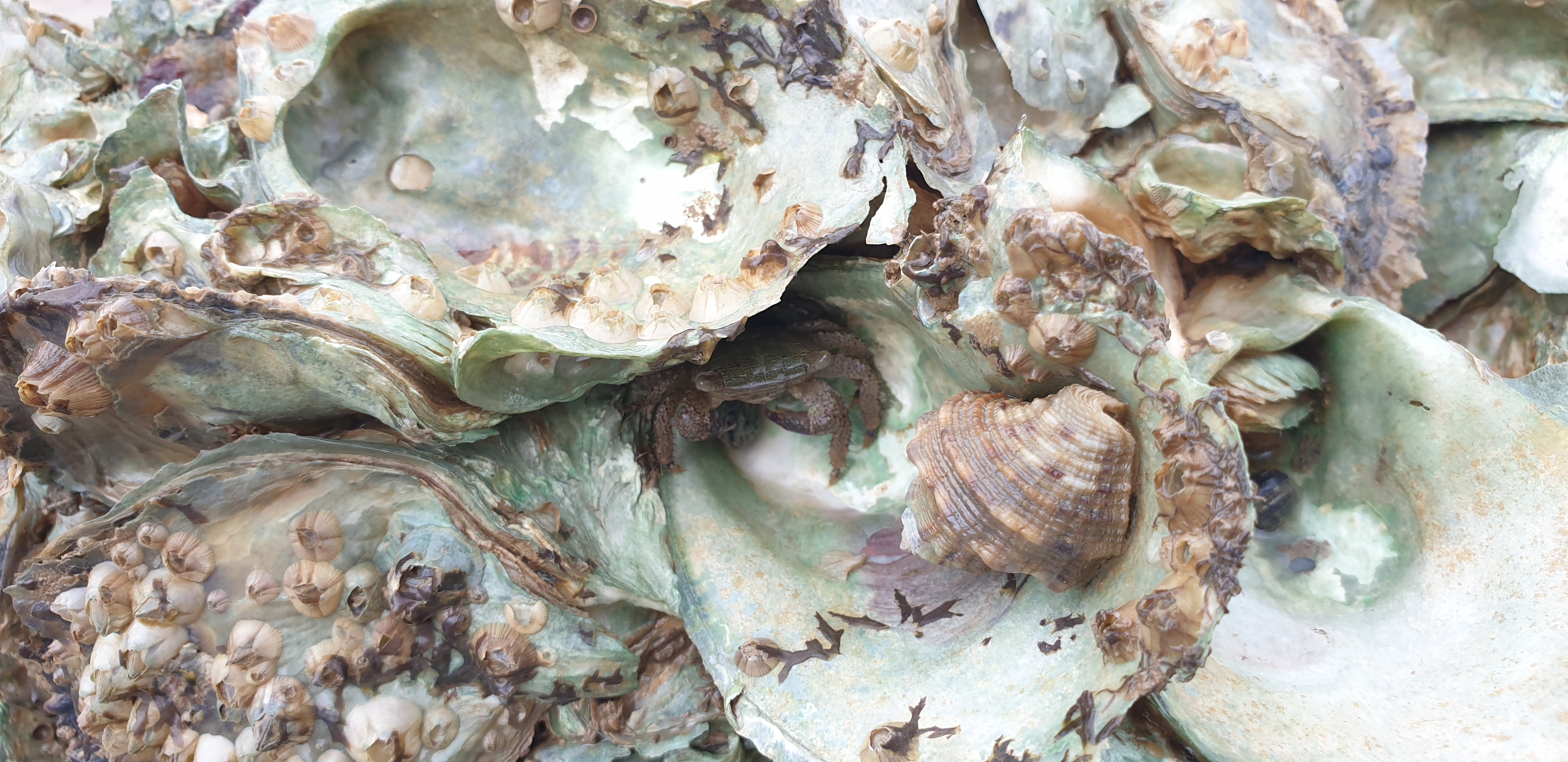 珠海的唐家湾,珠海唐家湾填海工程