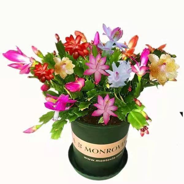 蟹爪兰春天不发新芽怎么回事,蟹爪兰花苞没开怎么就蔫了