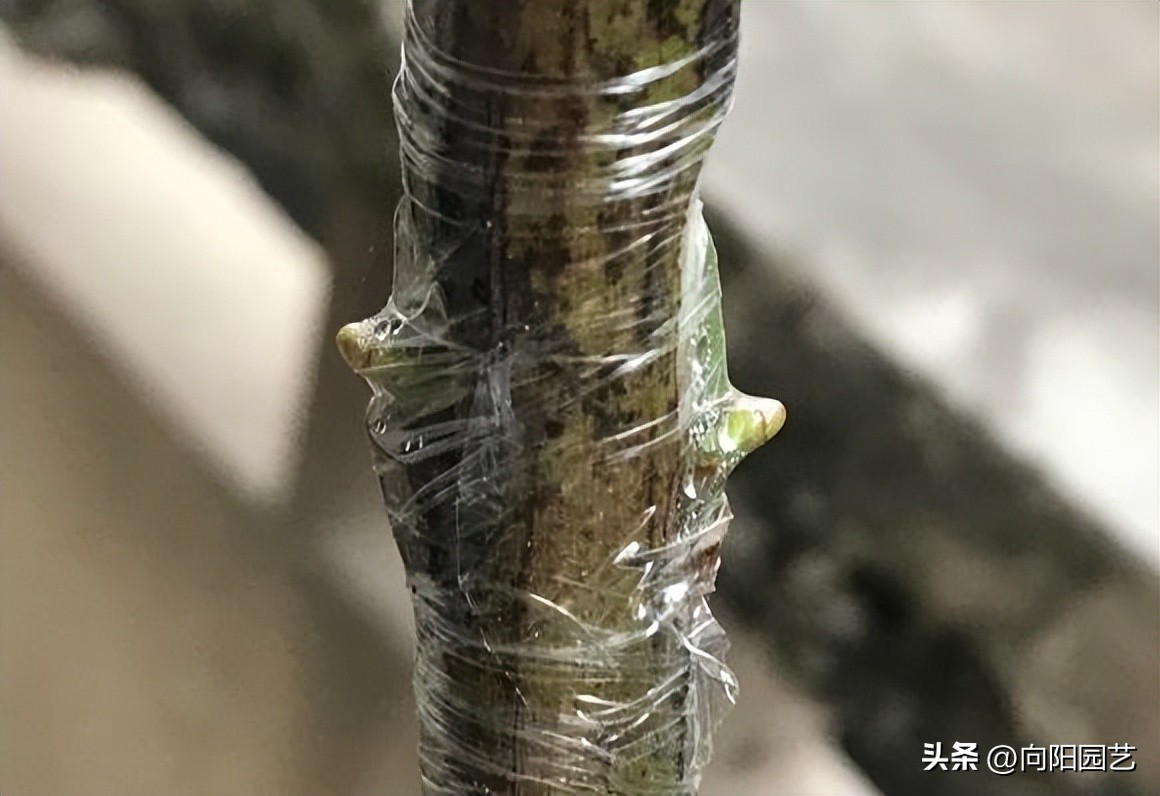 月季嫁接月季哪种方法成活率高,给野月季嫁接微月季有市场前途吗