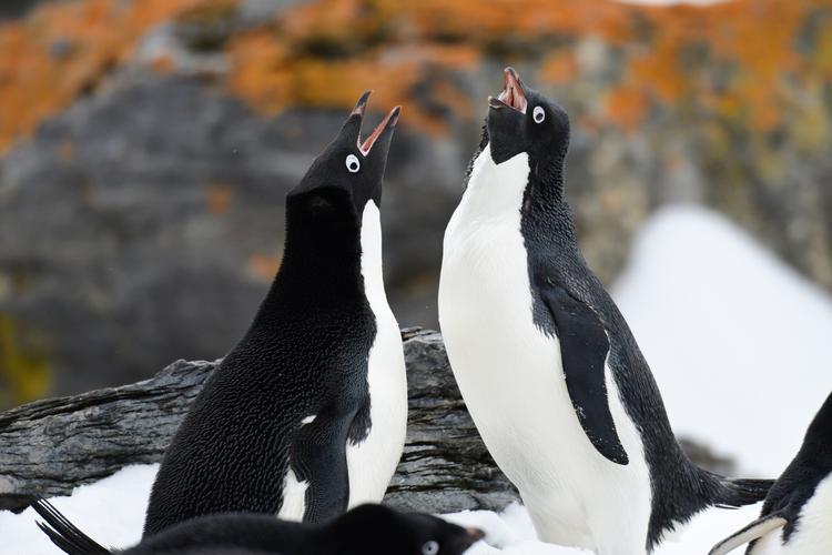 偷猎动物有多残忍,动物也会外遇