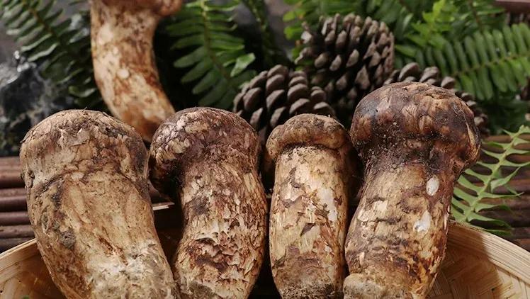 松茸美味不可抵挡,松茸独一无二