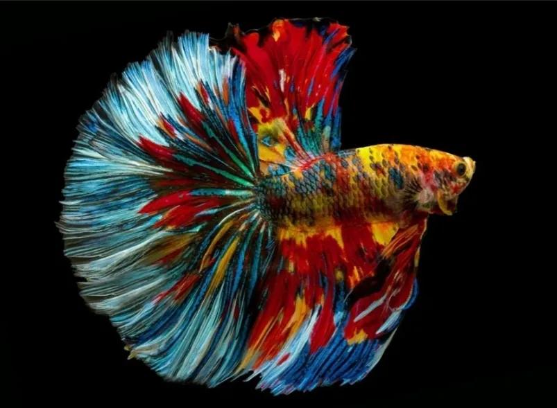 斗鱼新手入门攻略,斗鱼新手如何养