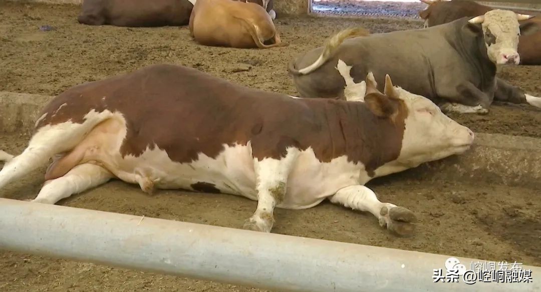 “我们这十年”丨崆峒：“畜”势勃发“牧”歌欢唱